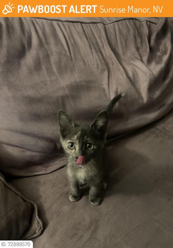 Found/Stray Unknown Cat last seen Nellis and Sahara , Sunrise Manor, NV 89104