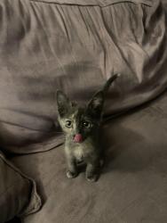 Found/Stray Unknown Cat last seen Nellis and Sahara , Sunrise Manor, NV 89104