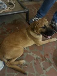 Found/Stray Male Dog last seen Quince and Ivy, Memphis, TN 38117