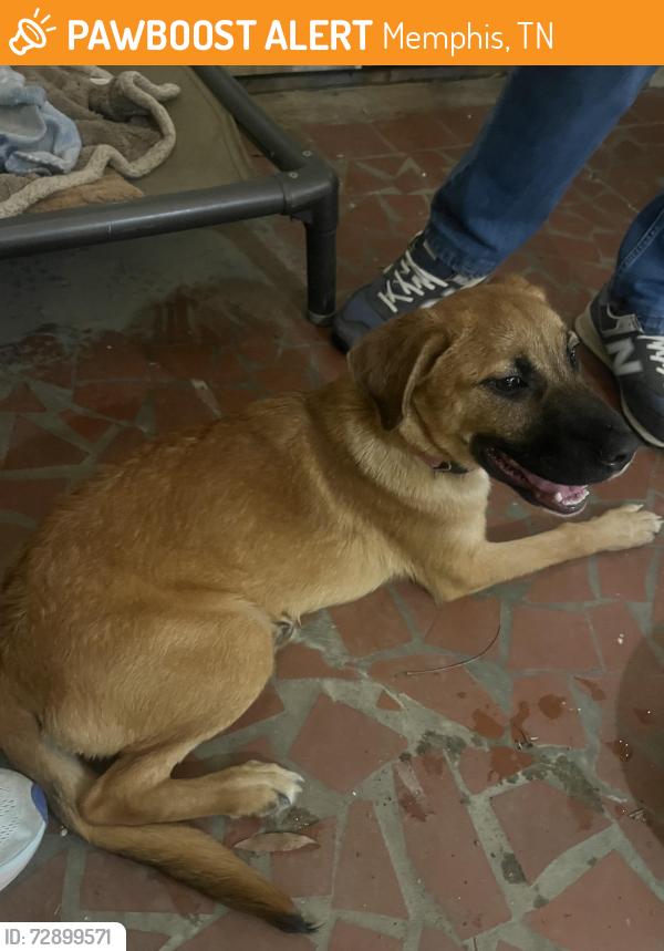 Found/Stray Male Dog last seen Quince and Ivy, Memphis, TN 38117