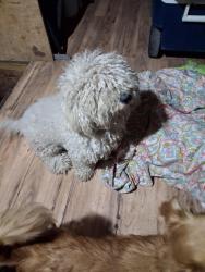 Found/Stray Female Dog last seen Walker and edison, Ontario, CA 91762
