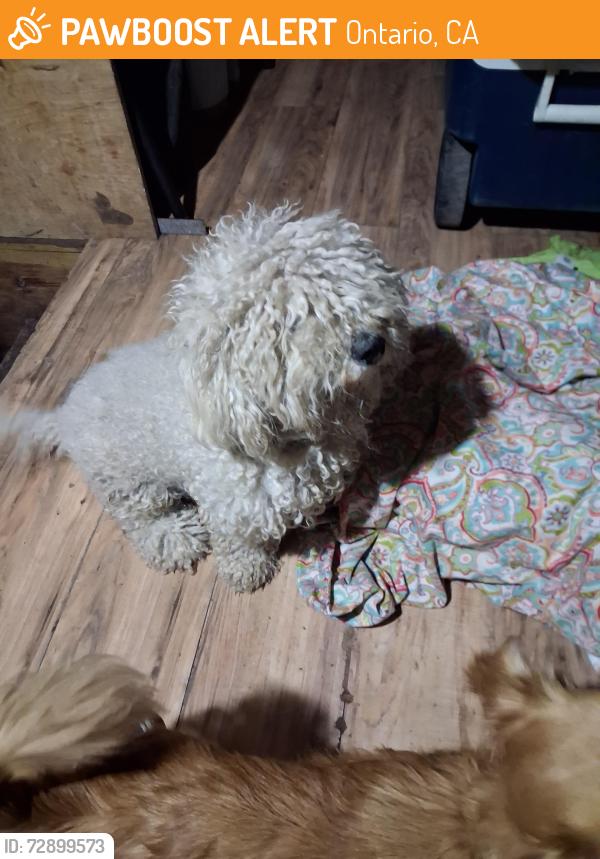 Found/Stray Female Dog last seen Walker and edison, Ontario, CA 91762