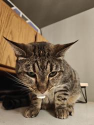 Lost Female Cat last seen Amity, Chicago , Nampa, ID 83686