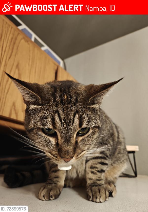 Lost Female Cat last seen Amity, Chicago , Nampa, ID 83686