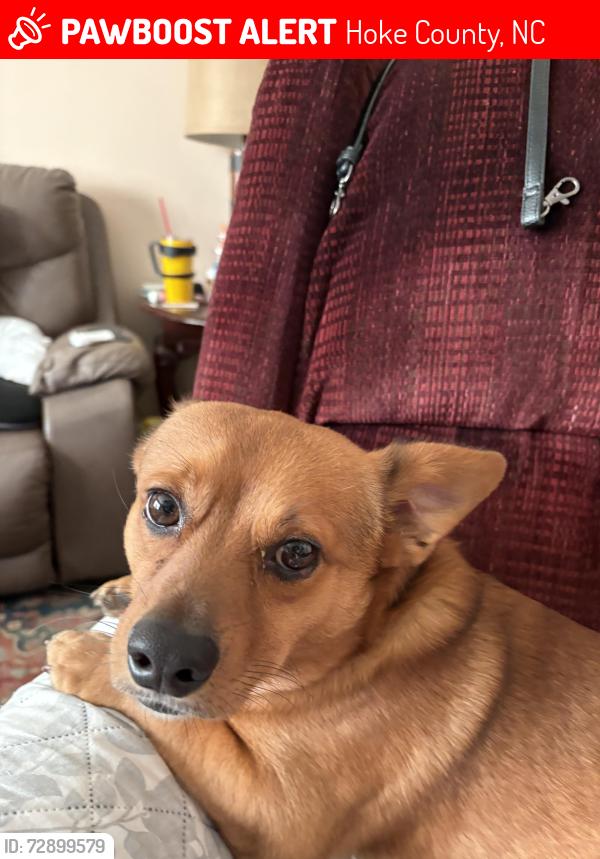 Lost Male Dog last seen Parker Church Rd Raeford NC, Hoke County, NC 28376