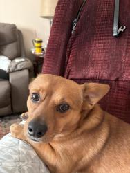 Lost Male Dog last seen Parker Church Rd Raeford NC, Hoke County, NC 28376