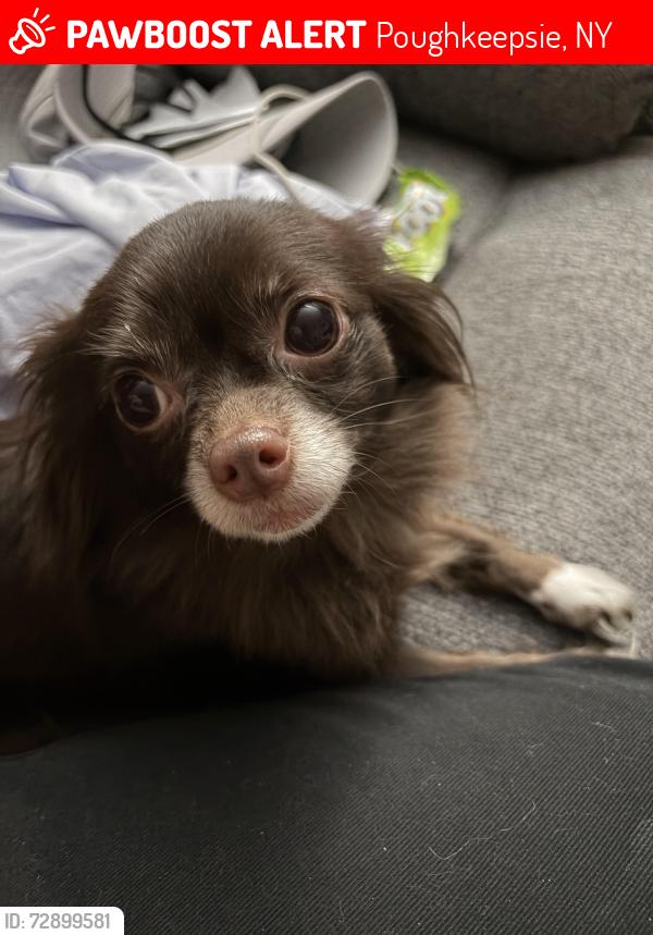 Lost Female Dog last seen  Ave and Montgomery St, Poughkeepsie, NY 12601
