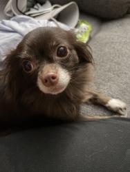 Lost Female Dog last seen  Ave and Montgomery St, Poughkeepsie, NY 12601