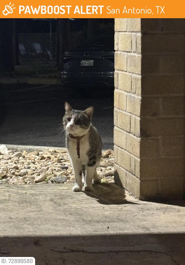 Found/Stray Unknown Cat last seen Always near the dumpster by building 16 comes to me for food but won’t let me near , San Antonio, TX 78249