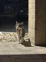 Found/Stray Unknown Cat last seen Always near the dumpster by building 16 comes to me for food but won’t let me near , San Antonio, TX 78249