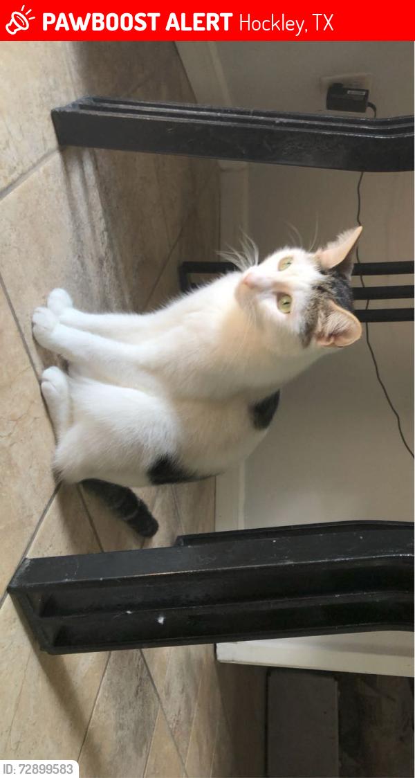 Lost Male Cat last seen Central trail Dr Hockley, TX  77447 United States, Hockley, TX 77447