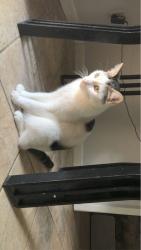 Lost Male Cat last seen Central trail Dr Hockley, TX  77447 United States, Hockley, TX 77447
