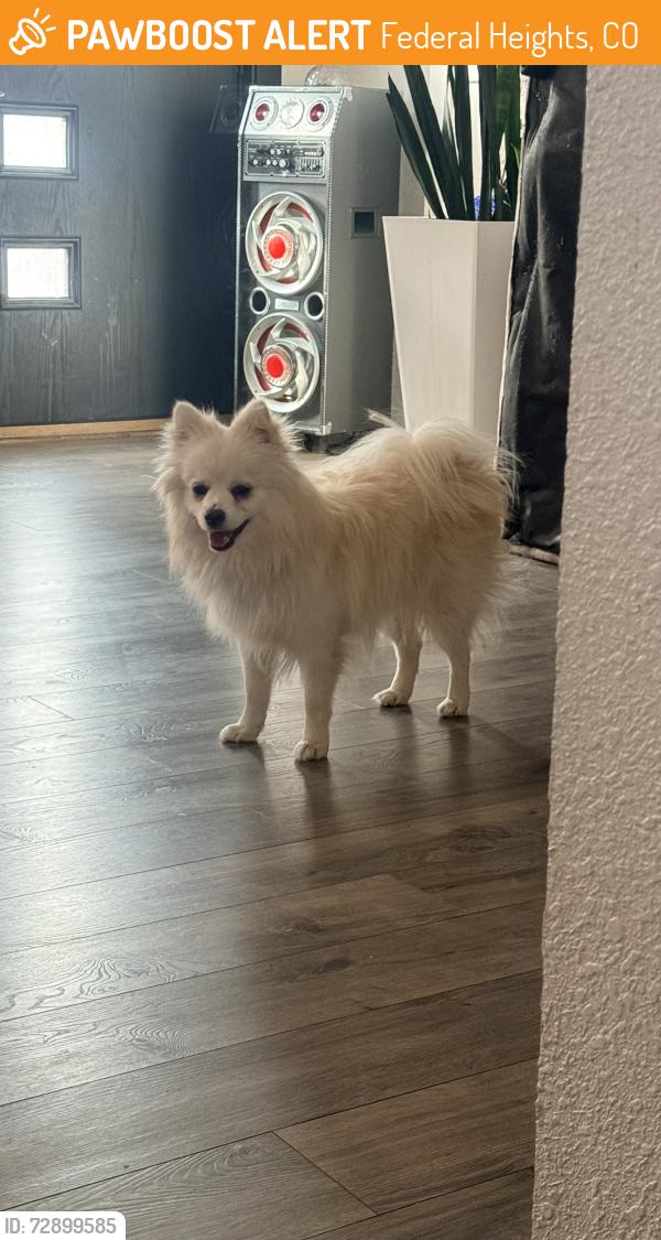 Found/Stray Male Dog last seen Kimberly hill’s mobile homes, Federal Heights, CO 80260