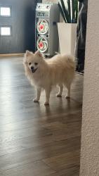 Found/Stray Male Dog last seen Kimberly hill’s mobile homes, Federal Heights, CO 80260