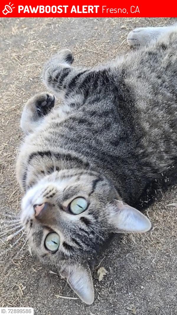 Lost Female Cat last seen Champlain/Shepherd, Fresno, CA 93720