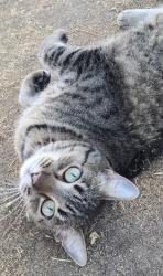 Lost Female Cat last seen Champlain/Shepherd, Fresno, CA 93720