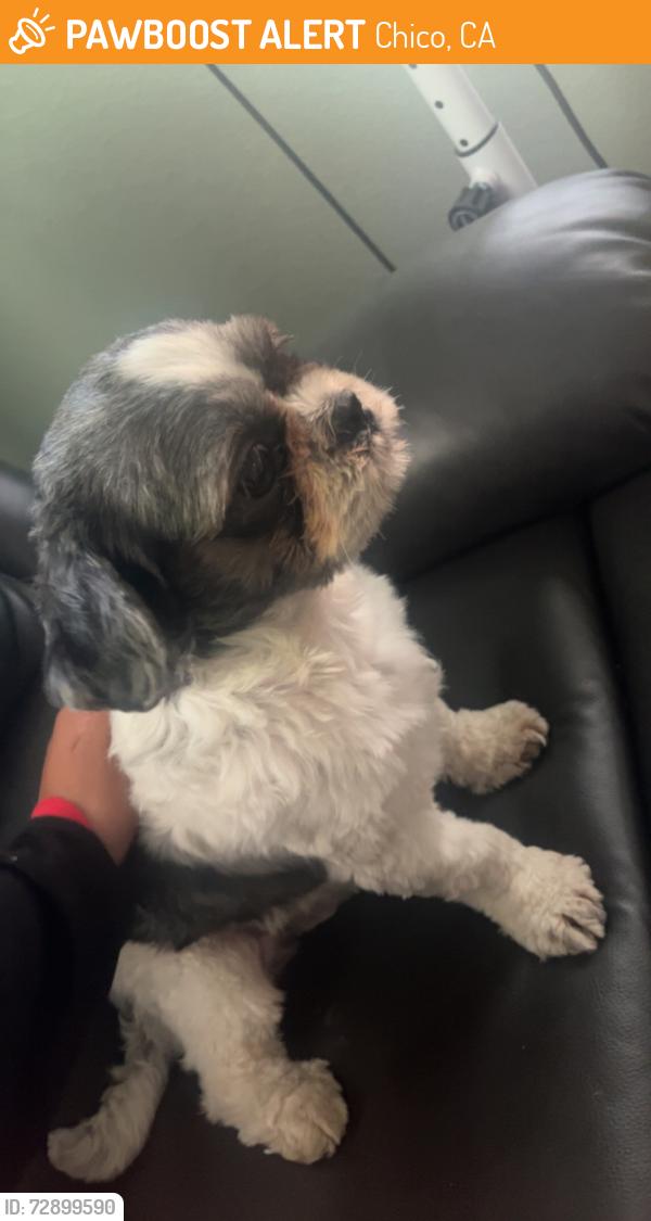 Found/Stray Male Dog last seen Near train tracks on nord ave, Chico, CA 95926