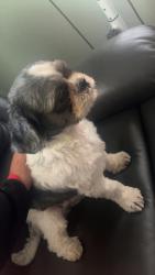 Found/Stray Male Dog last seen Near train tracks on nord ave, Chico, CA 95926