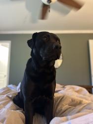 Lost Male Dog last seen Near howards gas station , Clayton, NC 27520