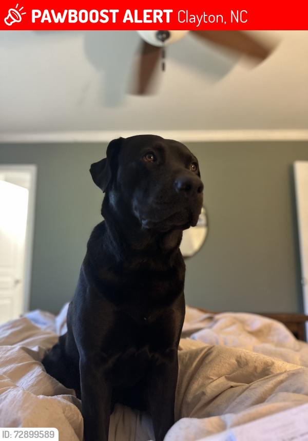 Lost Male Dog last seen Near howards gas station , Clayton, NC 27520