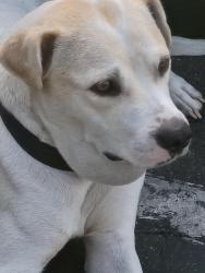 Lost Female Dog last seen Brodway , Los Angeles, CA 90061
