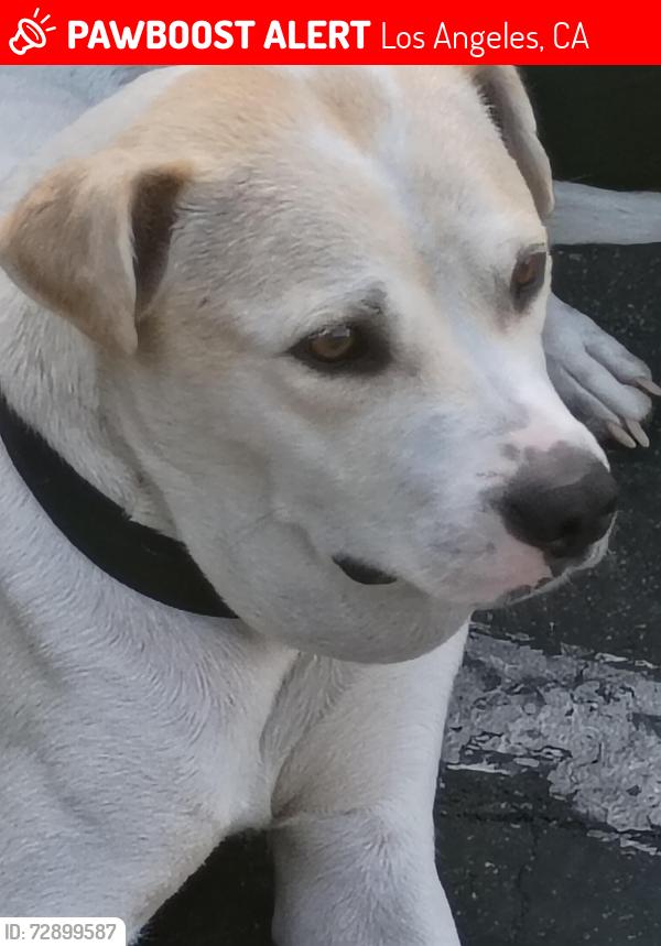 Lost Female Dog last seen Brodway , Los Angeles, CA 90061