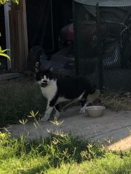 Found/Stray Male Cat last seen 65th Ave and McDowell , Phoenix, AZ 85035