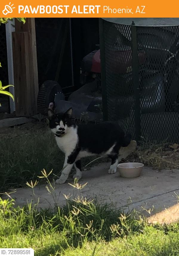 Found/Stray Male Cat last seen 65th Ave and McDowell , Phoenix, AZ 85035