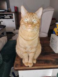 Reunited Male Cat last seen Pelican Bay Tx, Azle, TX 76020