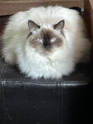 Lost Female Cat last seen NW Cherry, NW 58th and Franklin Park, Vancouver, WA 98680