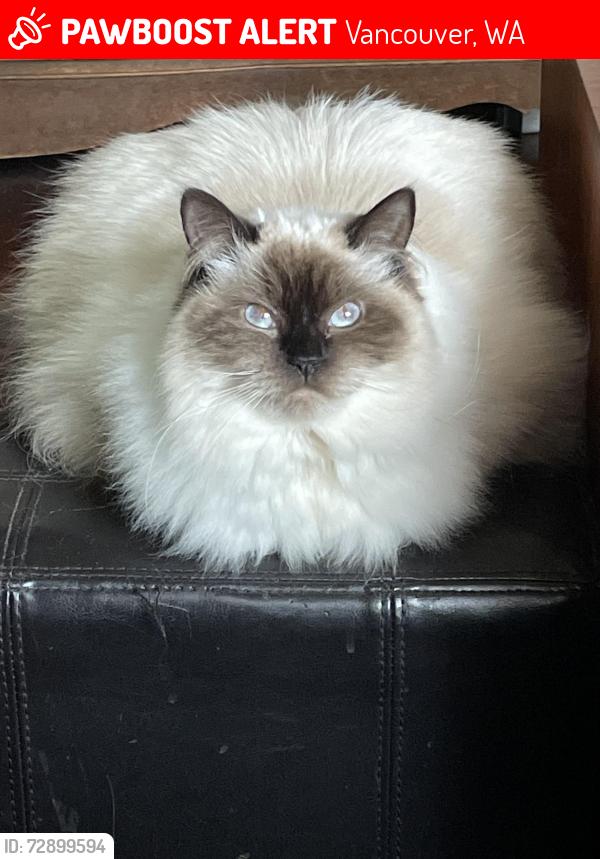 Lost Female Cat last seen NW Cherry, NW 58th and Franklin Park, Vancouver, WA 98680