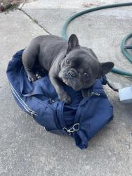 Lost Female Dog last seen Near Sonoma ave , Sacramento, CA 95838