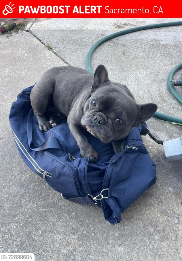 Lost Female Dog last seen Near Sonoma ave , Sacramento, CA 95838