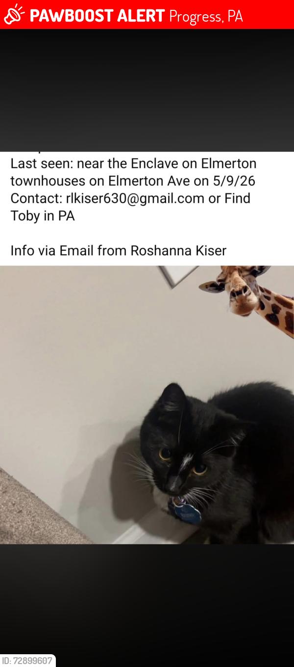 Lost Female Cat last seen elmerton ave , Progress, PA 17109
