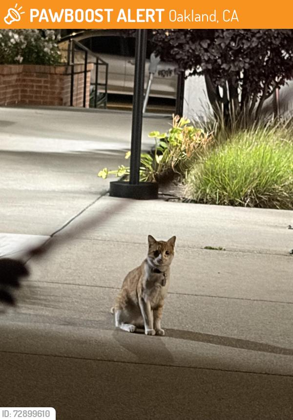 Found/Stray Unknown Cat last seen Near parking lot of Surgery Center, Oakland, CA 94609