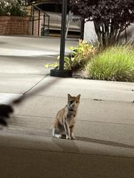Found/Stray Unknown Cat last seen Near parking lot of Surgery Center, Oakland, CA 94609