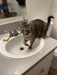 Lost Male Cat last seen Union & Airport rd by Felts Field Airport , Spokane, WA 99212