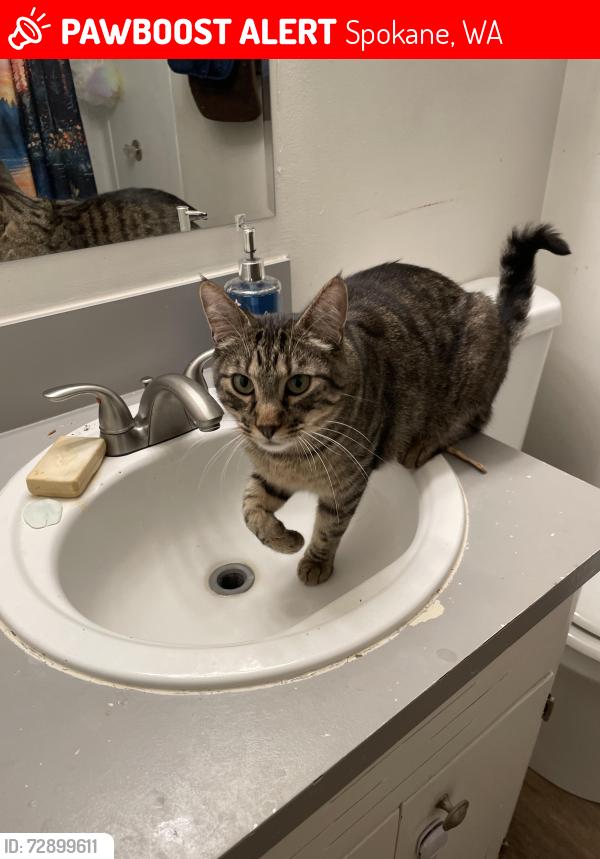 Lost Male Cat last seen Union & Airport rd by Felts Field Airport, Spokane, WA 99212