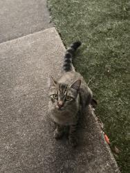 Found/Stray Female Cat last seen Chaparral/Buchanan Street, Allen, TX 75002