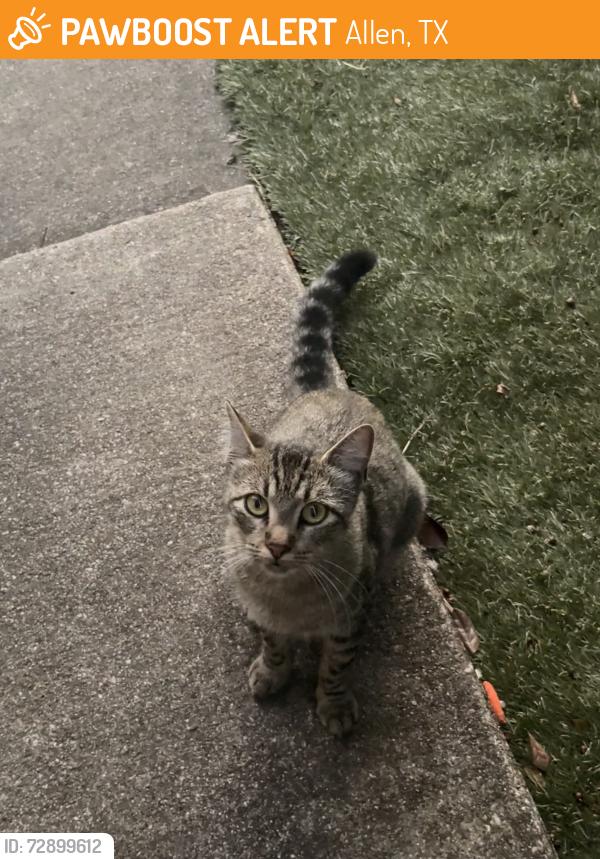 Found/Stray Female Cat last seen Chaparral/Buchanan Street, Allen, TX 75002