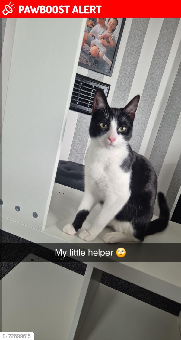 Lost Male Cat last seen Ironwood approach seacroft , Seacroft, England LS14