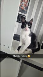 Lost Male Cat last seen Ironwood approach seacroft , Seacroft, England LS14