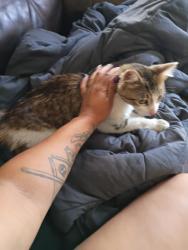 Found/Stray Male Cat last seen Near Fullerton university, Fullerton, CA 92835