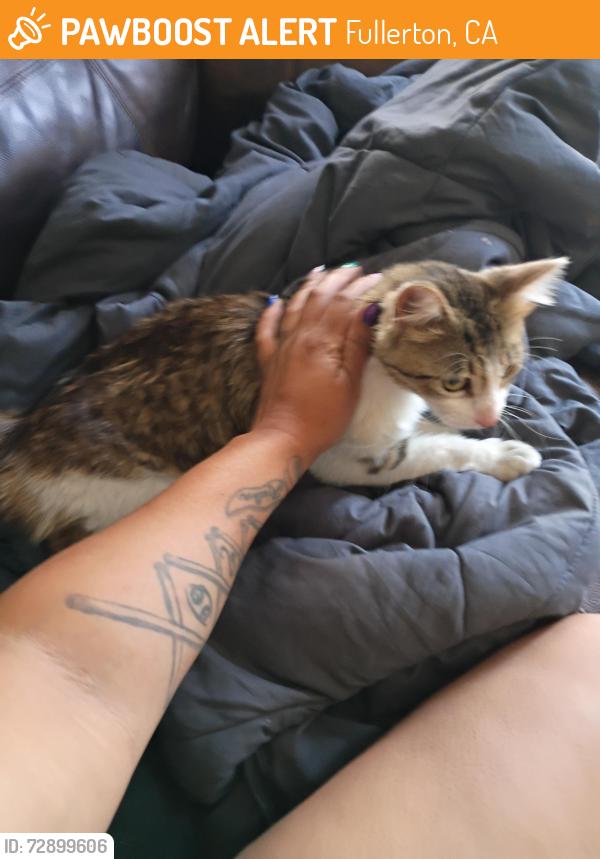 Found/Stray Male Cat last seen Near Fullerton university, Fullerton, CA 92835