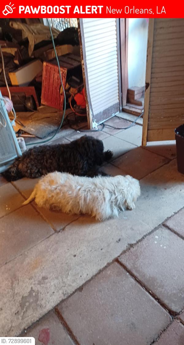 Lost Male Dog last seen Wildaire, New Orleans, LA 70122