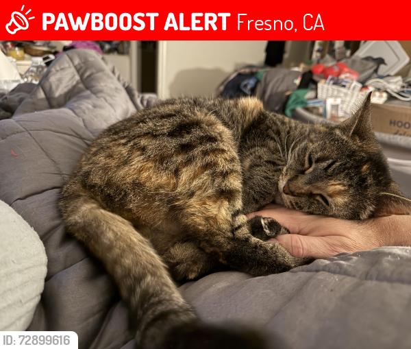 Lost Female Cat last seen Dakota, Fresno, CA 93726