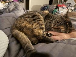 Lost Female Cat last seen Dakota, Fresno, CA 93726