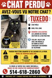 Lost Male Cat last seen Pangman, Mascouche, QC J7L 0E6