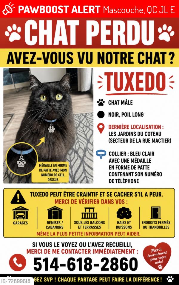 Lost Male Cat last seen Pangman, Mascouche, QC J7L 0E6