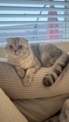 Lost Female Cat last seen Near , Вестминстер, CO 80005